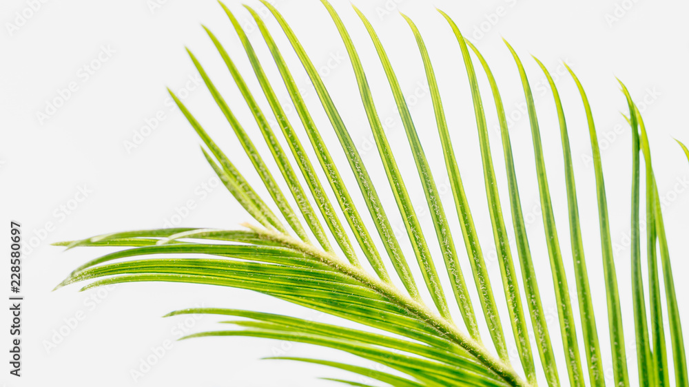 Obraz premium Cycas roślina pozostawia z niebem w tle
