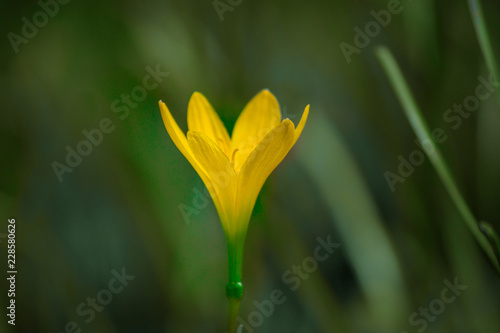 A yellow bell flower with a nice soft blurry background. © Robbie Ross