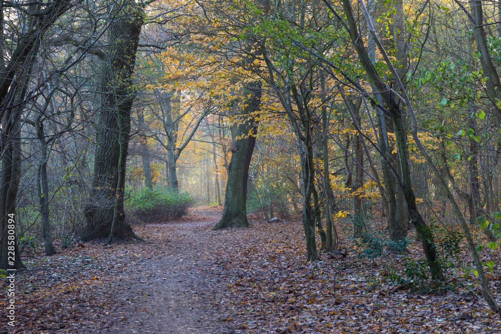 late autumn in a forest north of Copenhagen