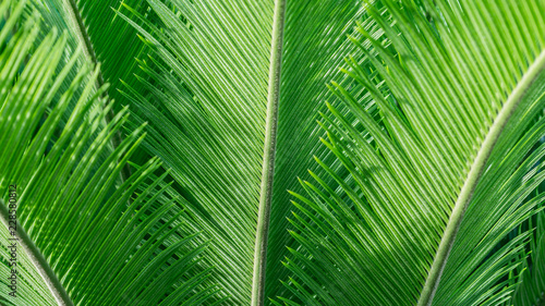 closeup of cycas plant leaves. natural texture background