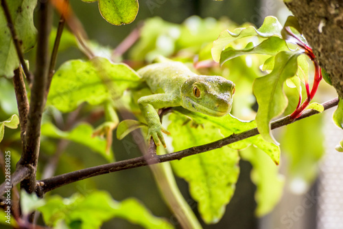 A shot of a Native New Zealand green gecko