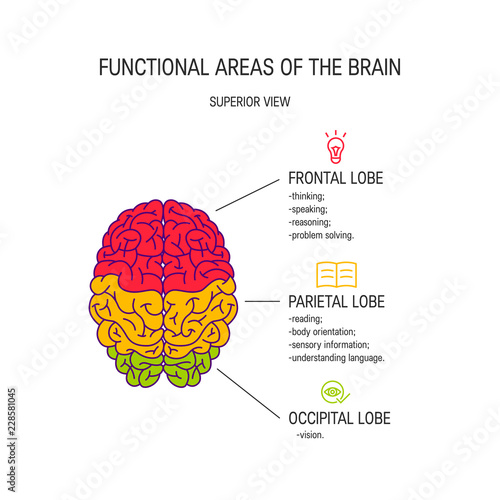 Human brain vector concept