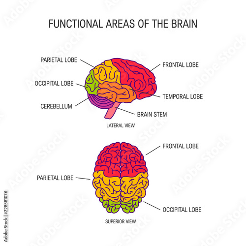 Human brain vector concept