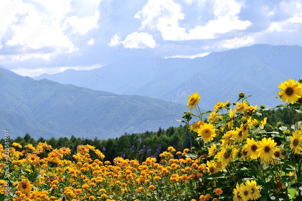 富士見高原 夏の花壇 Stock Photo Adobe Stock