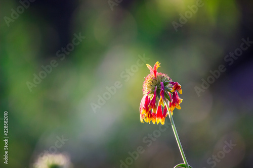 Fototapeta Naklejka Na Ścianę i Meble -  Beautiful Sunflowers blooming away so brightly in the garden with a nice soft background.