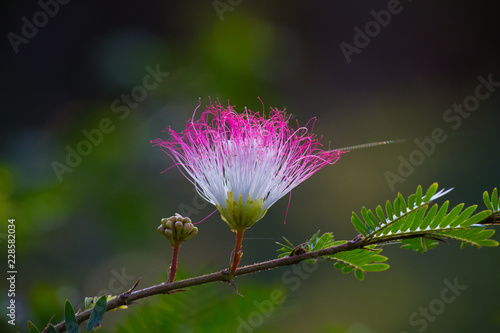 Albizia julibrissin is a species of tree in the family Fabaceae  photo