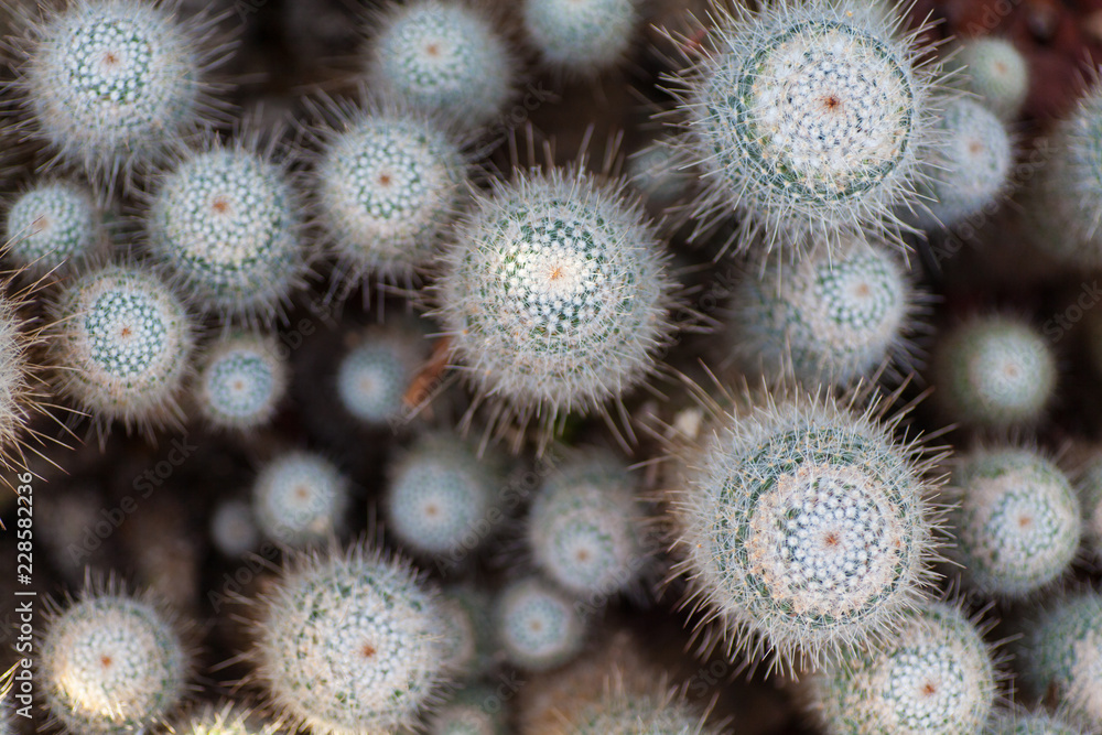 cactus cactus