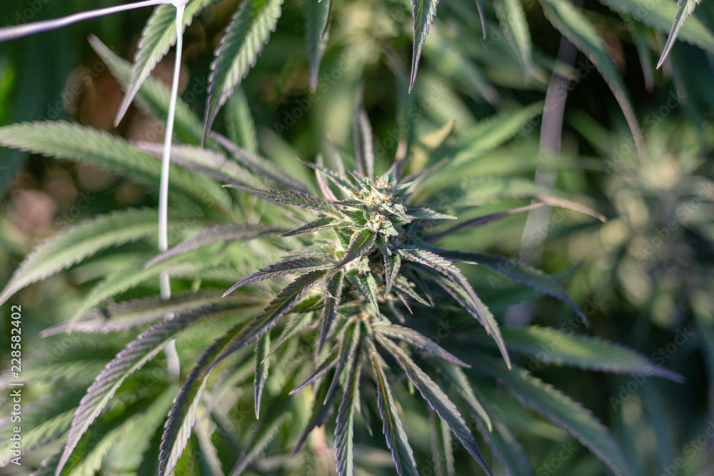 An outdoor marijuana bud near maturity. An outdoor marijuana bud near maturity.