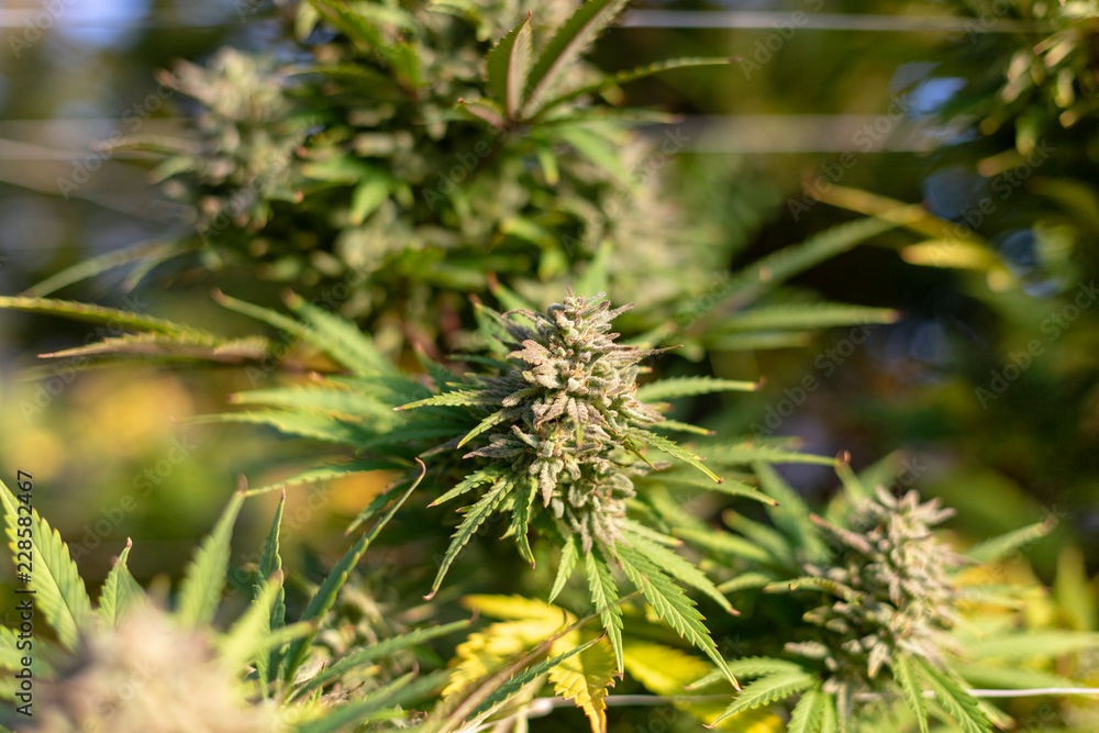Recreational cannabis at an outdoor grow operation in autumn. Recreational cannabis at an outdoor grow operation in autumn.