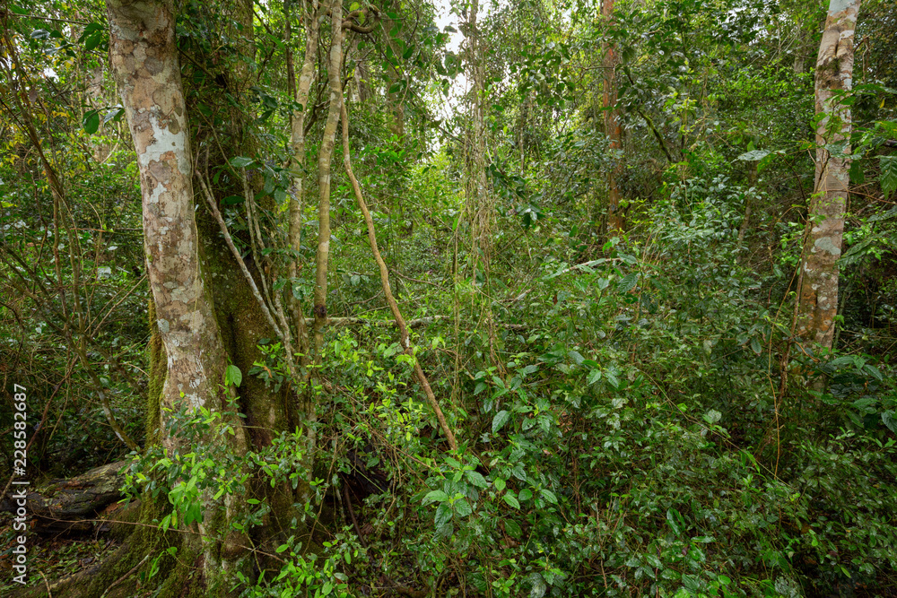 View of the jungle / landscape View of the jungle / landscape