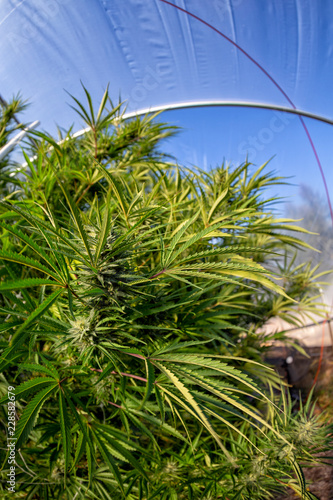 A healthy looking marijuana cola before harvest time with a greenhouse background.