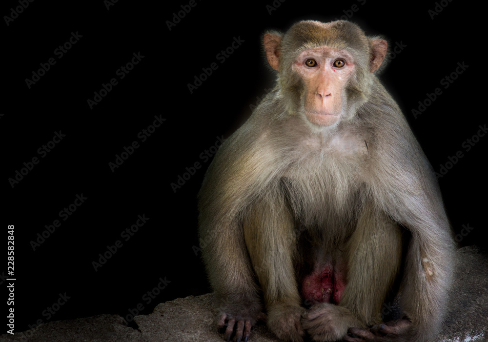 The Rhesus Macaque Monkey sitting on the tree in its natural habitat. The Rhesus Macaque Monkey sitting on the tree in its natural habitat.