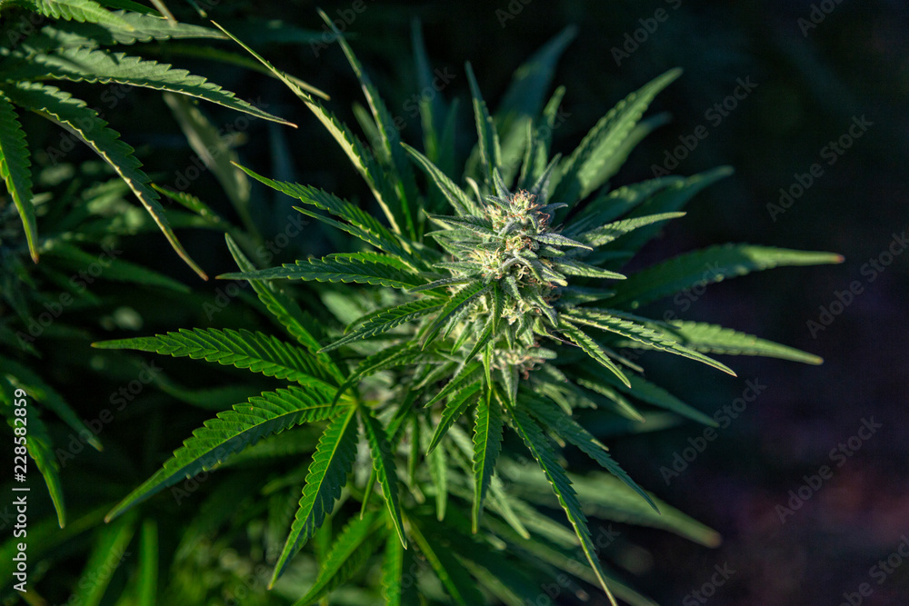 Afternoon light hits a beautiful marijuana bud at an outdoor grow-op. Afternoon light hits a beautiful marijuana bud at an outdoor grow-op.
