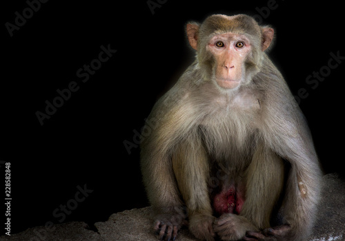 The Rhesus Macaque Monkey sitting on the tree in its natural habitat.