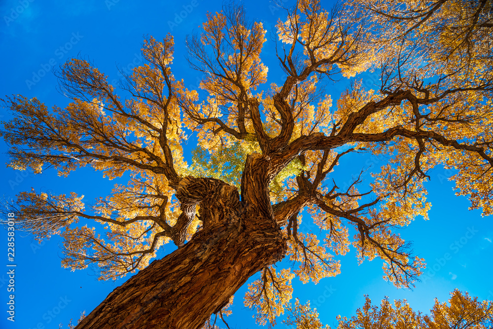 Fototapeta premium Aspen tree turning yellow