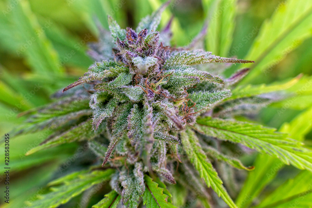 Trichomes covering a purple bud. Trichomes covering a purple bud.
