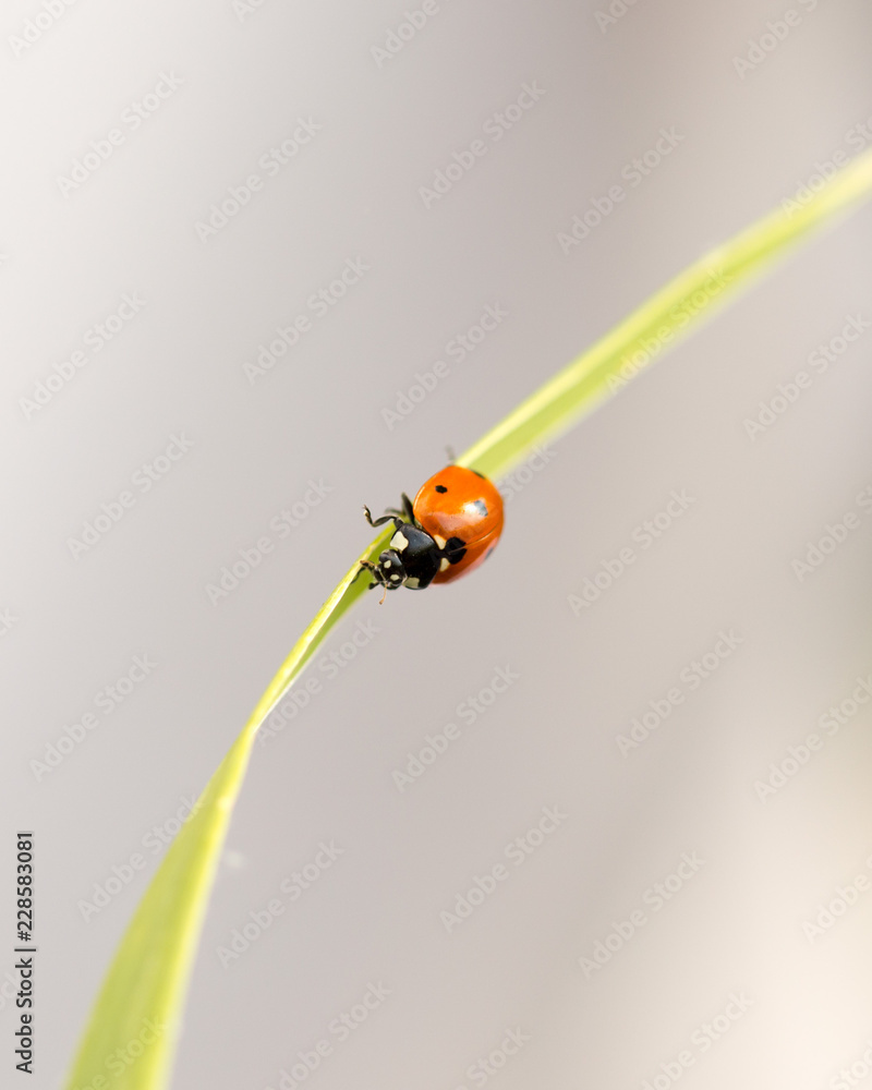 Fototapeta premium ladybug on grass macro