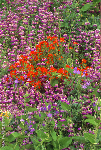 Cardinal Flower, Lupine and Ithuriels Spear photo