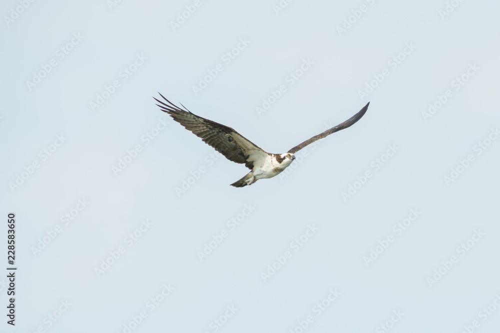 aguila pescadora aguila pescadora
