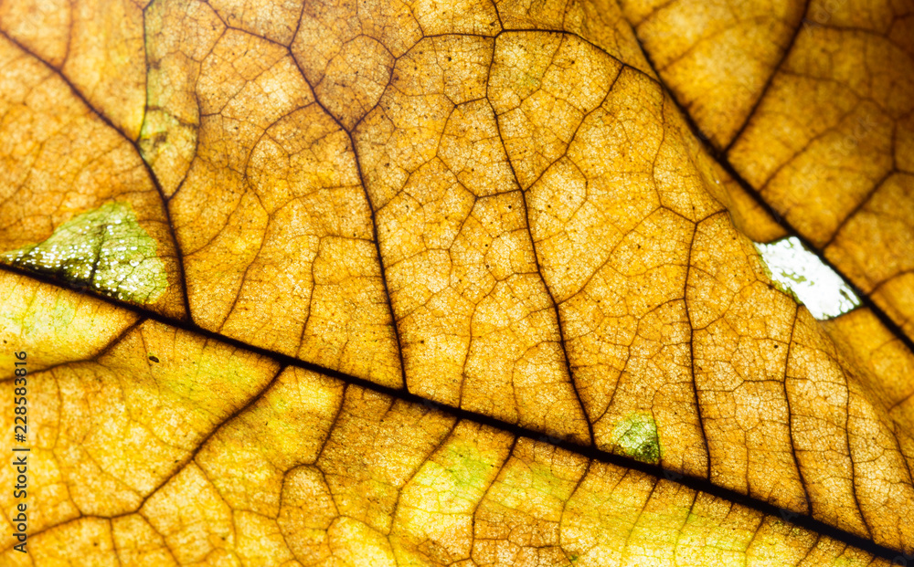 Fototapeta premium Close up of colorful autumnal maple leaf