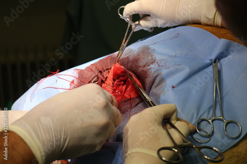 Fototapeta Naklejka Na Ścianę i Meble -  Surgical intervention by perineal hernia by dog (hernia involving the perineum)