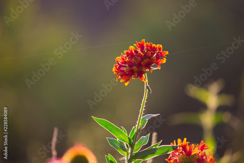 Fototapeta Naklejka Na Ścianę i Meble -  Beautiful Sunflowers blooming away so brightly in the garden with a nice soft background.