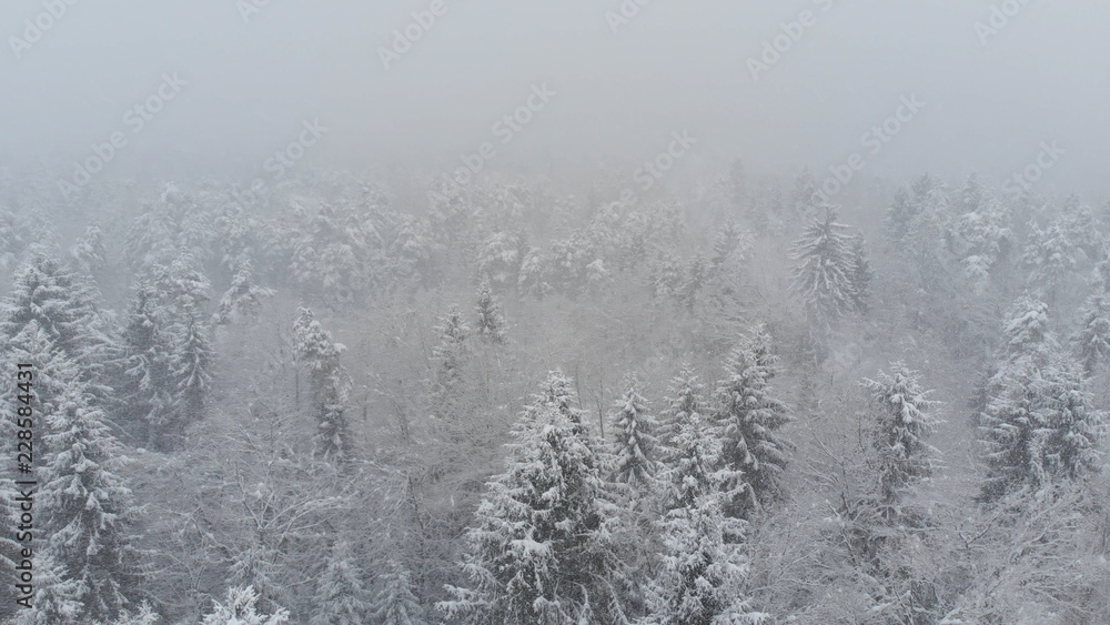 AERIAL: Flying over an empty coniferous forest during an intense snowstorm. AERIAL: Flying over an empty coniferous forest during an intense snowstorm.