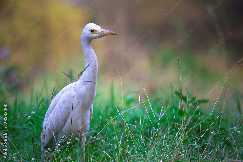 Fototapeta premium Cattle Egret in the garden in its natural habitat in a soft blurry background.
