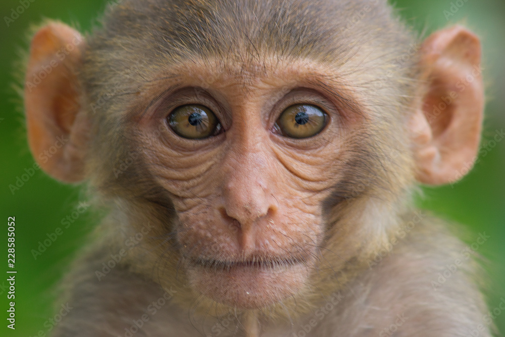 Rhesus macaques are familiar brown primates with red faces and rears. They have close-cropped hair on their heads, which accentuates their very expressive faces. Rhesus macaques are familiar brown primates with red faces and rears. They have close-cropped hair on their heads, which accentuates their very expressive faces.