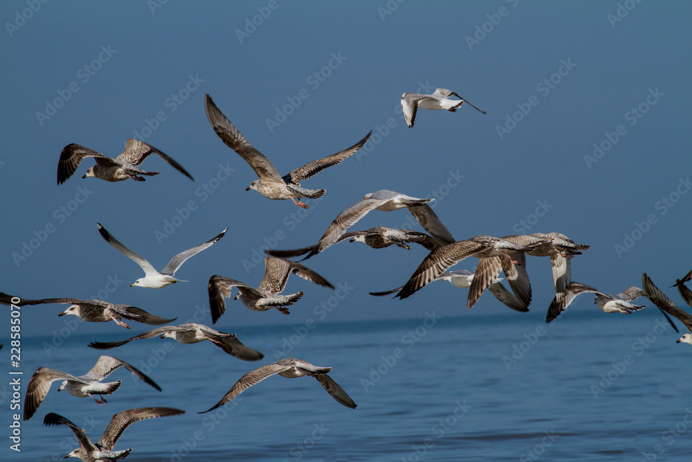Fototapeta premium Möwen im Flug über der Nordsee
