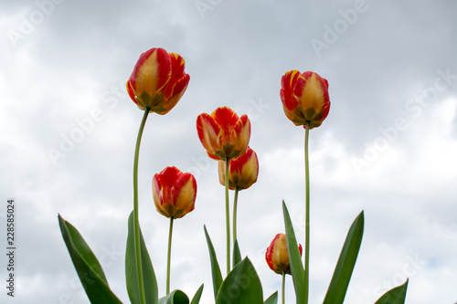 National Dutch flowers, Dutch tulips spring blossom in garden