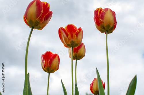 National Dutch flowers  Dutch tulips spring blossom in garden
