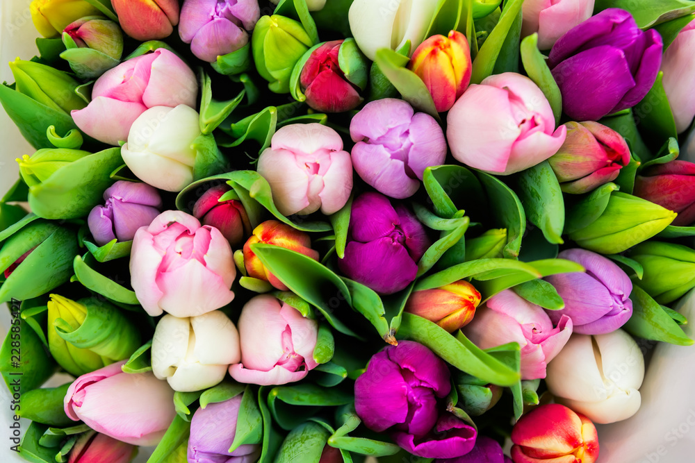 Fototapeta Świeże wiosenne tulipany
