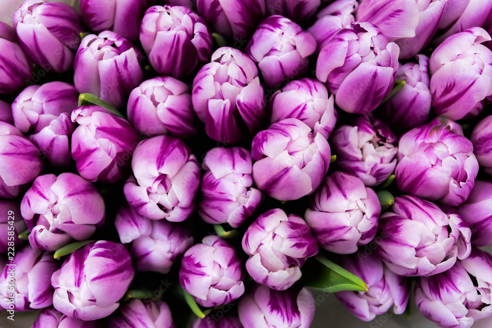 Fresh spring tulips Fresh spring tulips