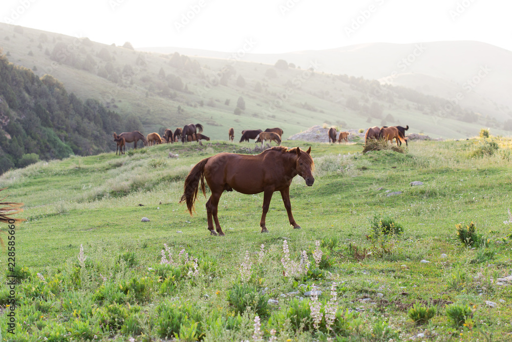 Wild horses in a nature reserve. The horses belonging to a local farm. The farm is closed. Horses are walking by themselves
