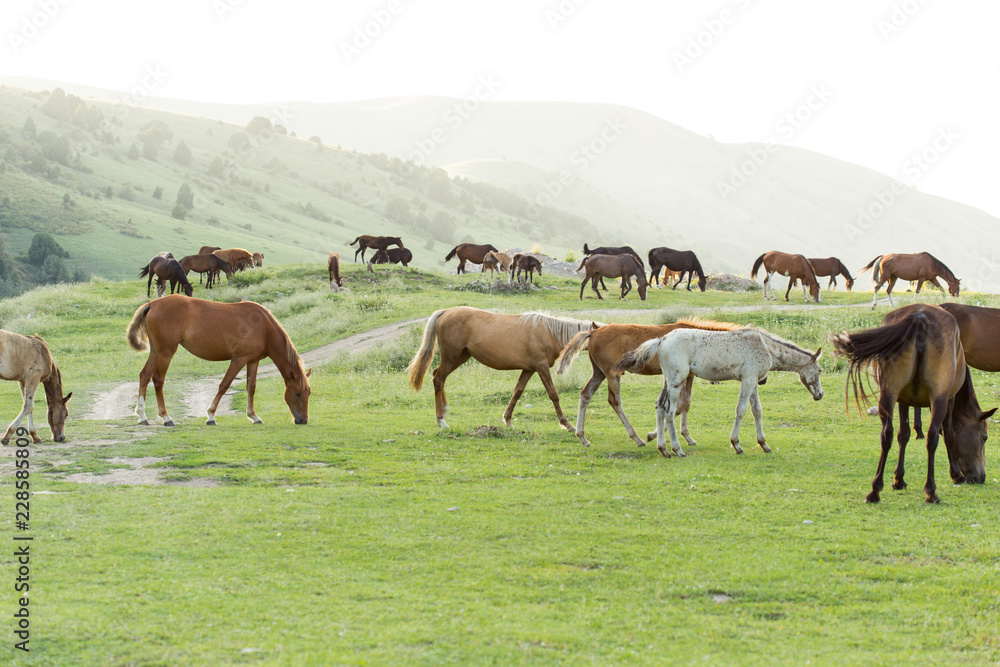 Fototapeta premium Wild horses in a nature reserve. The horses belonging to a local farm. The farm is closed. Horses are walking by themselves