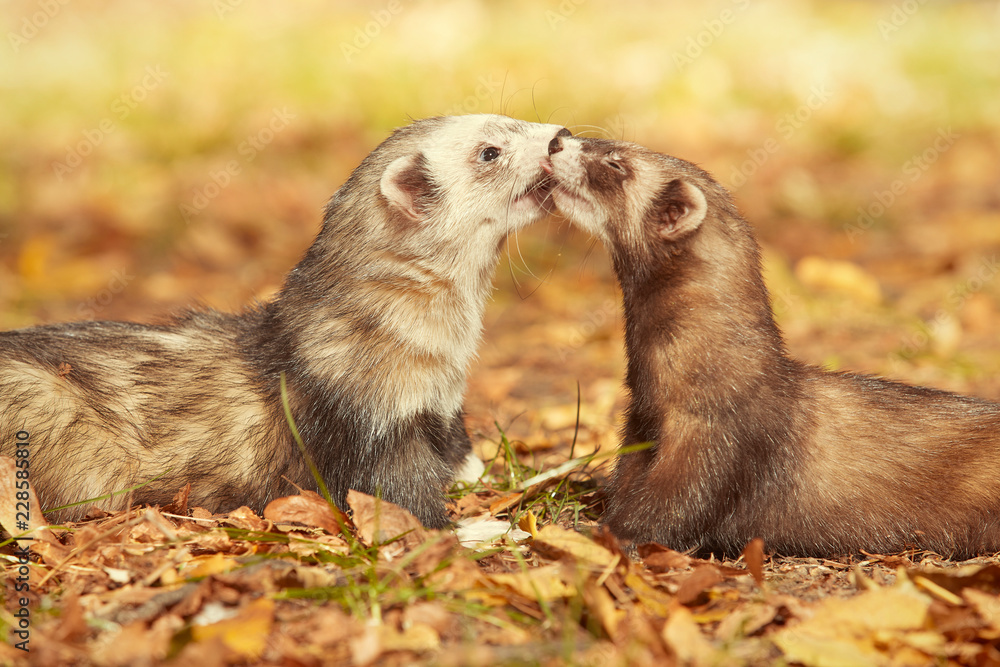 Ferret couple posing and enjoying their walk and game in autumn park Ferret couple posing and enjoying their walk and game in autumn park