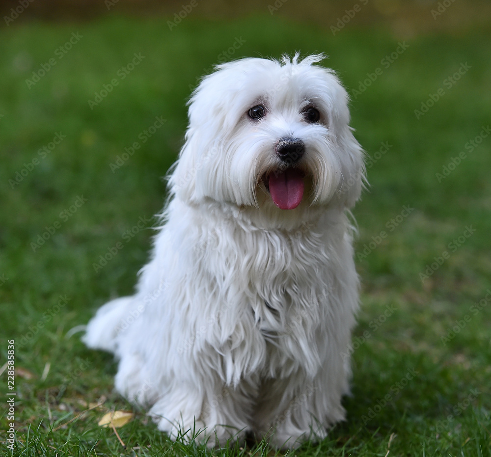 white dog in the grass