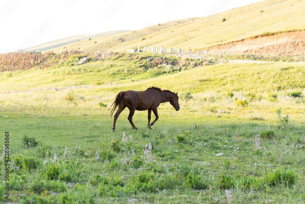 Fototapeta premium Wild horses in a nature reserve. The horses belonging to a local farm. The farm is closed. Horses are walking by themselves