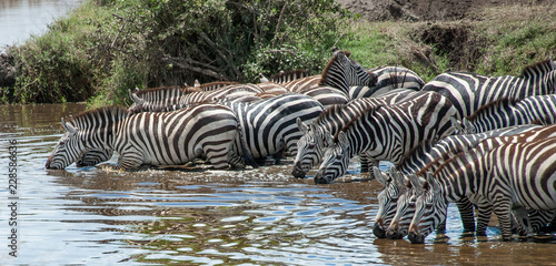 Large group of Zebras drinking at waters edge