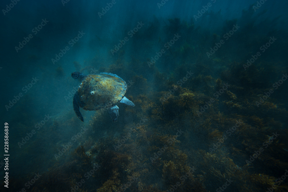 Turtle in Byron Bay Australia Turtle in Byron Bay Australia