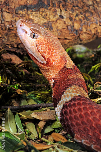 Trans-Pecos-Kupferkopf (Agkistrodon contortrix pictigaster) - copperhead  photo