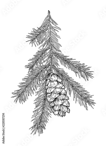 Hand drawn Fir tree branch with cone isolated on white background.