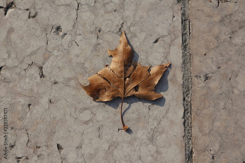 L’autunno esiste per insegnarci come si lasciano andare le cose ormai morte. (CLaRosa7, Twitter) photo