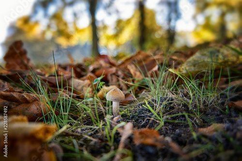 small mushroom in forest moss with trees in the background