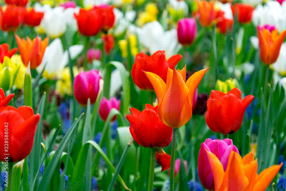 Multicolored Tulips