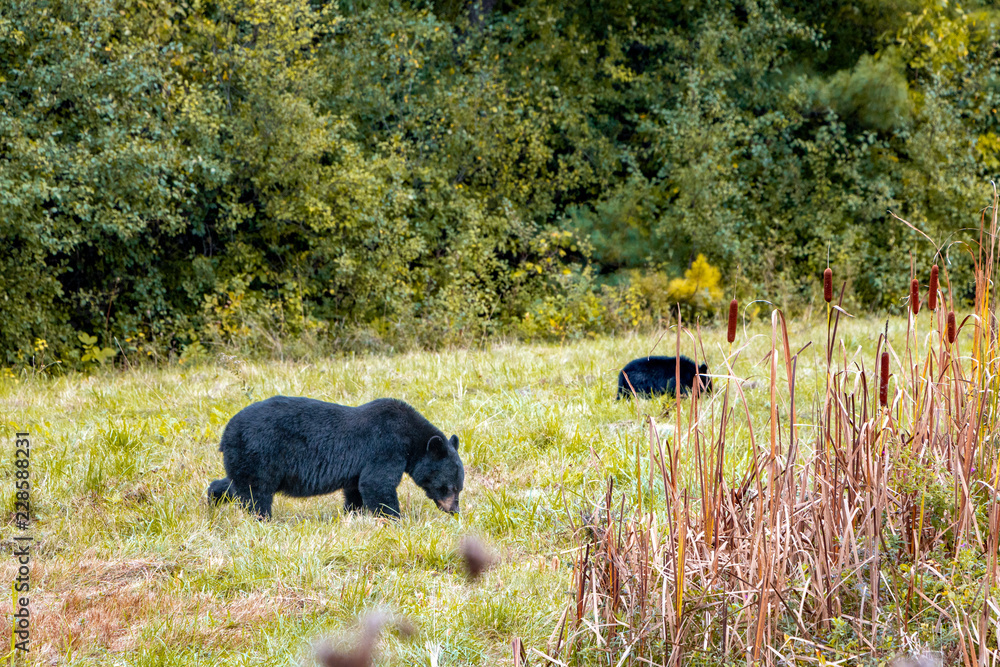 two bears in the forest two bears in the forest
