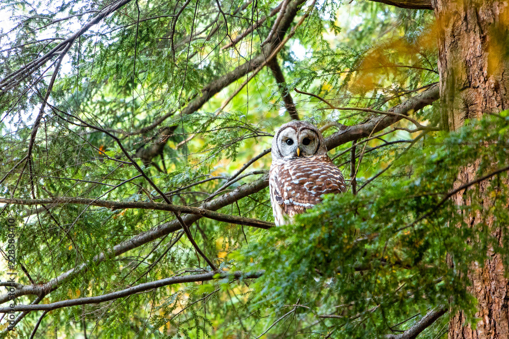 Fototapeta premium The Owl #2
