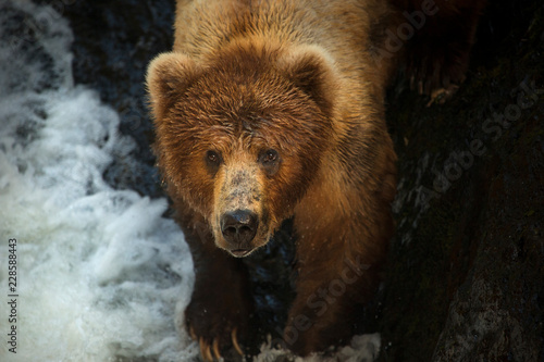 Portrait of grizzly bear