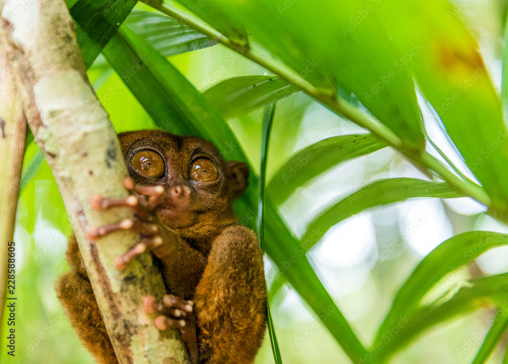 Philippine tarsier sitting on a tree, Bohol, Philippines. With selective focus.
